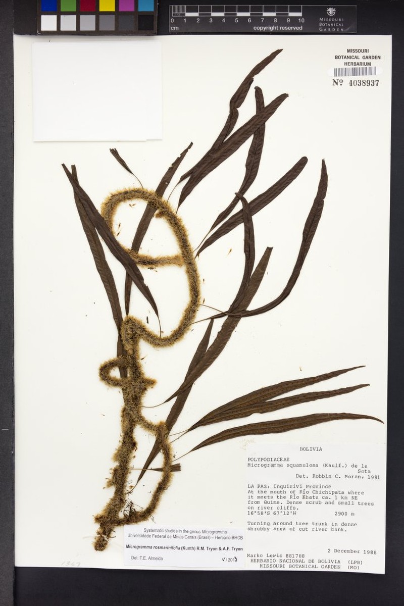 Microgramma rosmarinifolia photo 3