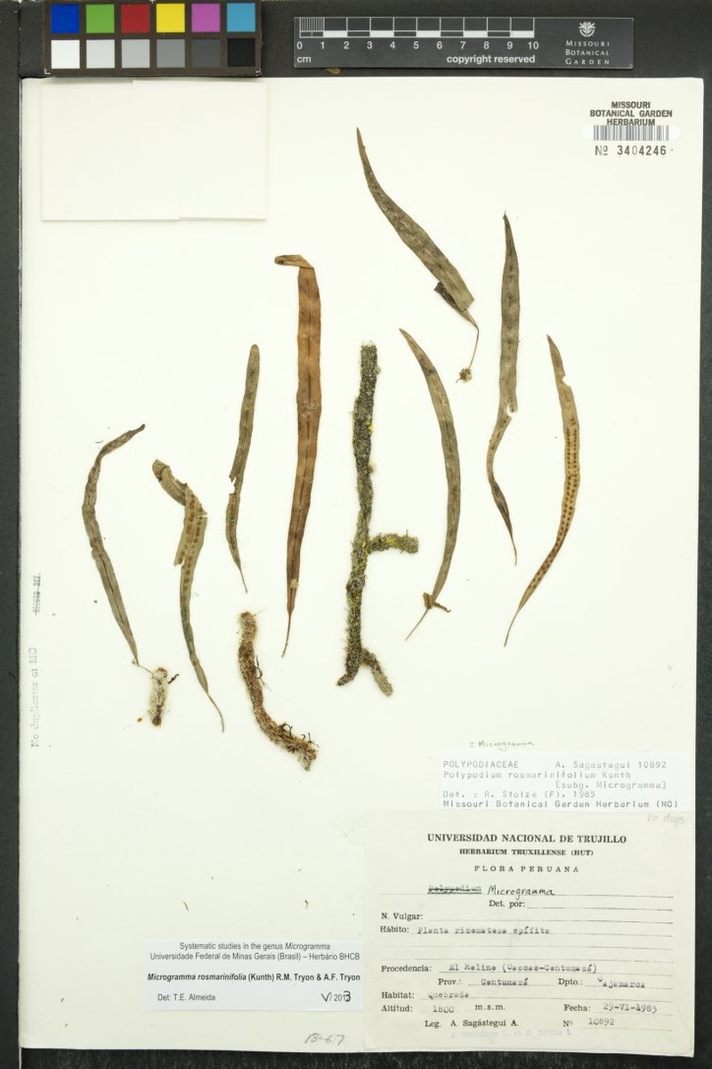 Microgramma rosmarinifolia photo 4