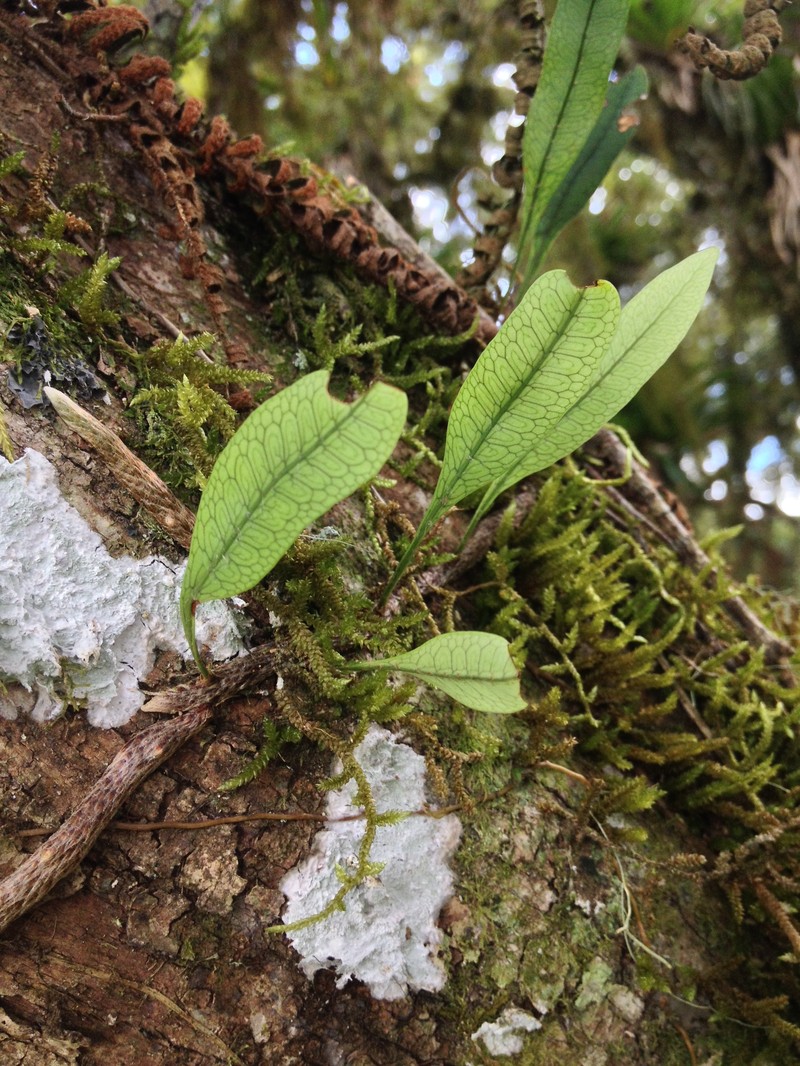 Microgramma squamulosa