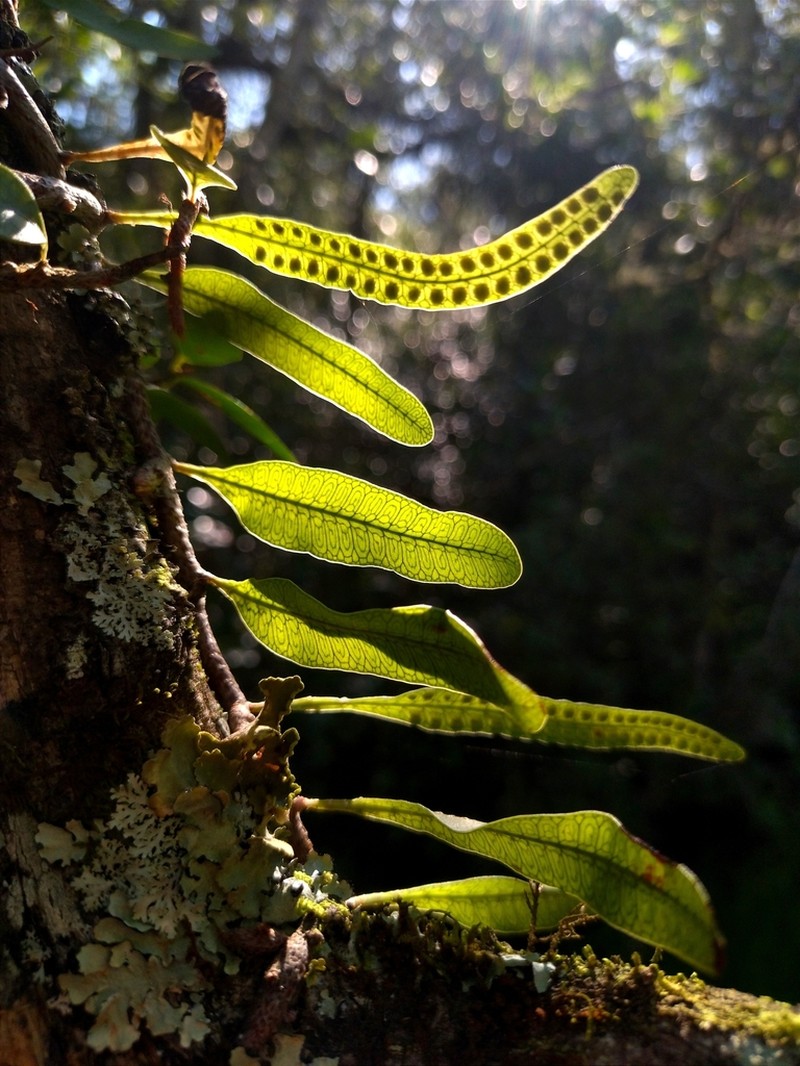 Microgramma squamulosa photo 2
