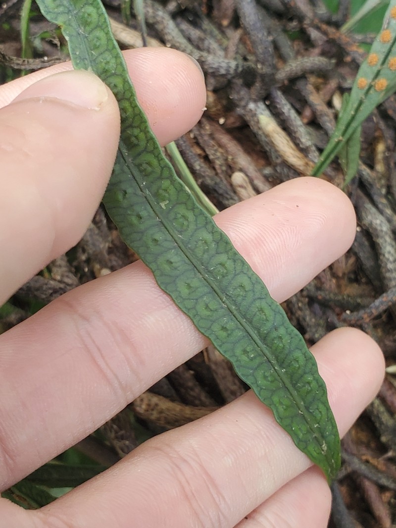 Microgramma squamulosa photo 3