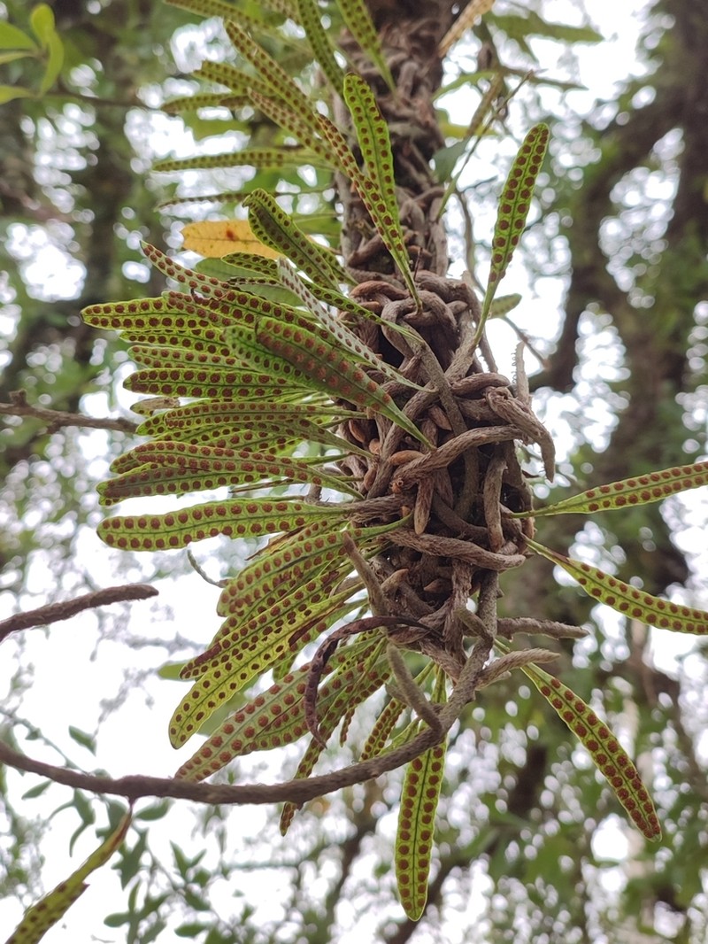 Microgramma squamulosa photo 5