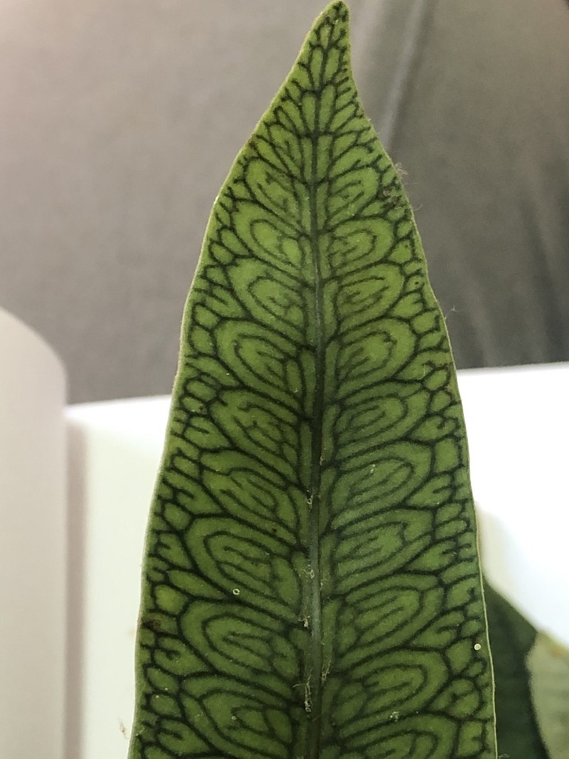 Microgramma squamulosa photo 6