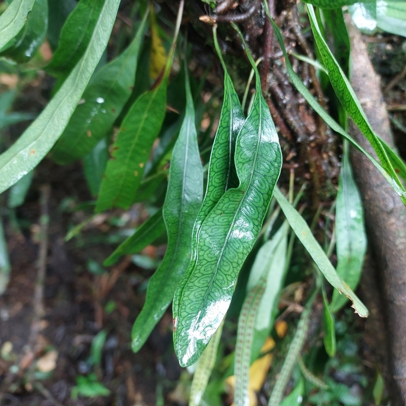 Microgramma squamulosa photo 7