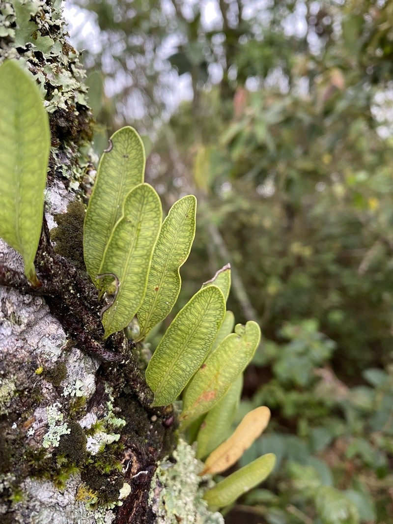 Microgramma squamulosa photo 8