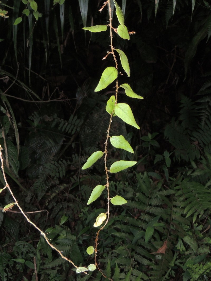 Microgramma tecta