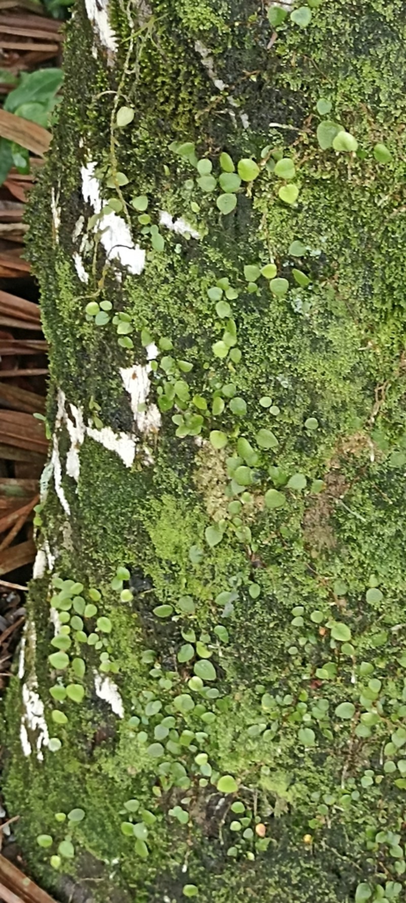 Microgramma tecta photo 2