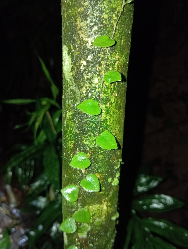 Microgramma tecta photo 3