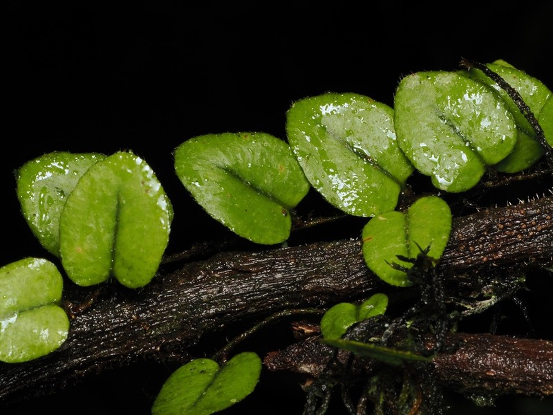 Microgramma tecta photo 4