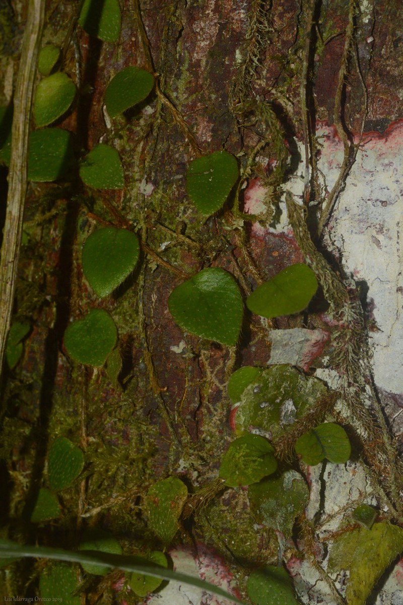 Microgramma tecta photo 5