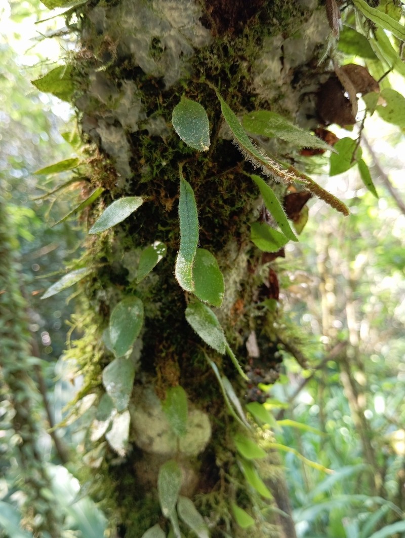 Microgramma tecta photo 6