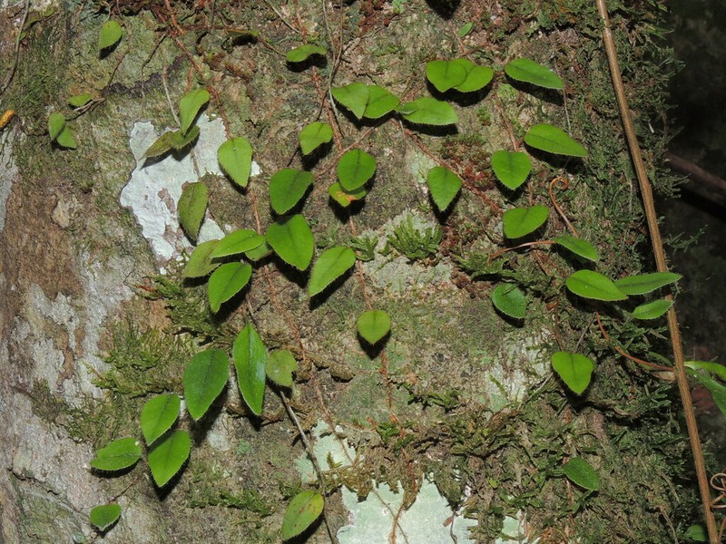 Microgramma tecta photo 7