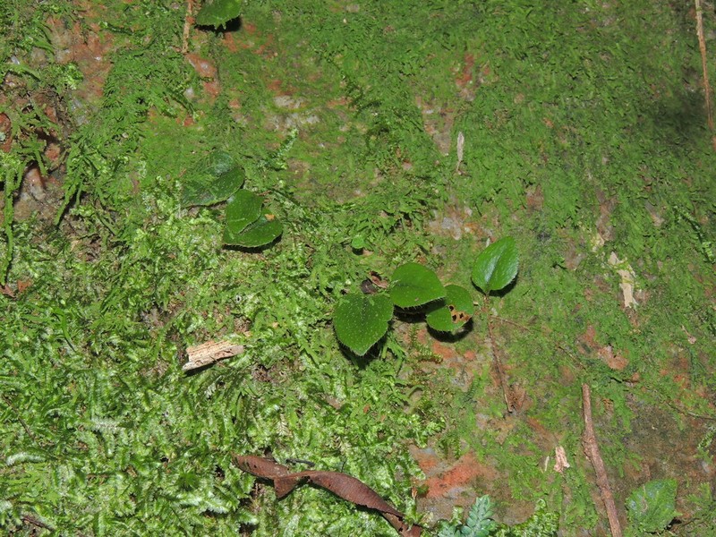 Microgramma tecta photo 8