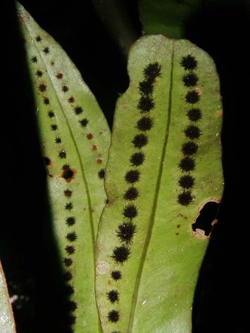 Microgramma thurnii