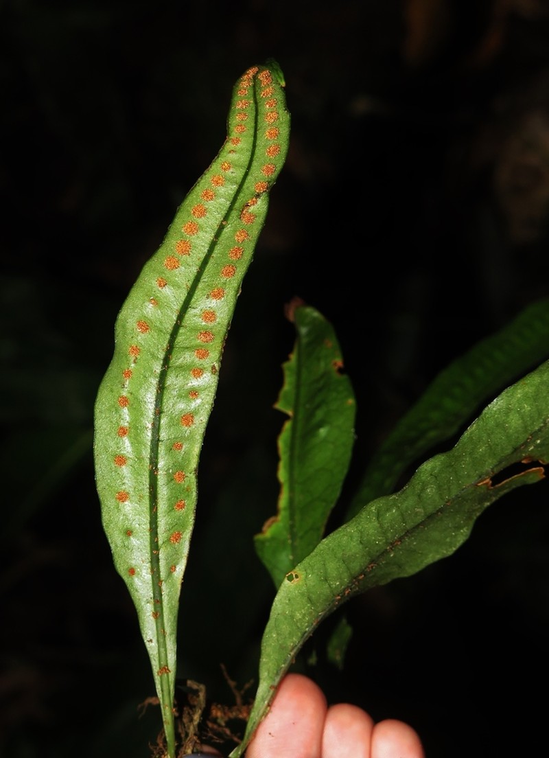Microgramma thurnii photo 2