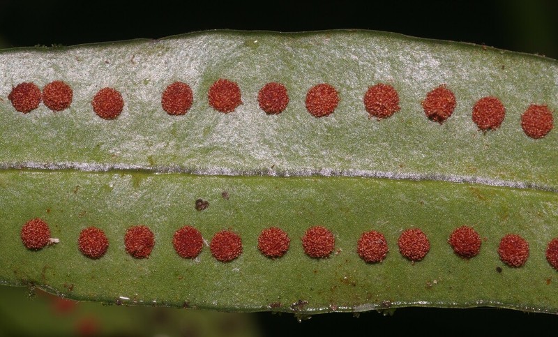 Microgramma thurnii photo 3