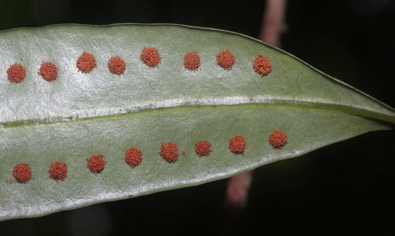 Microgramma thurnii photo 4