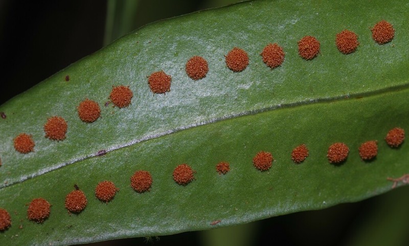Microgramma thurnii photo 5
