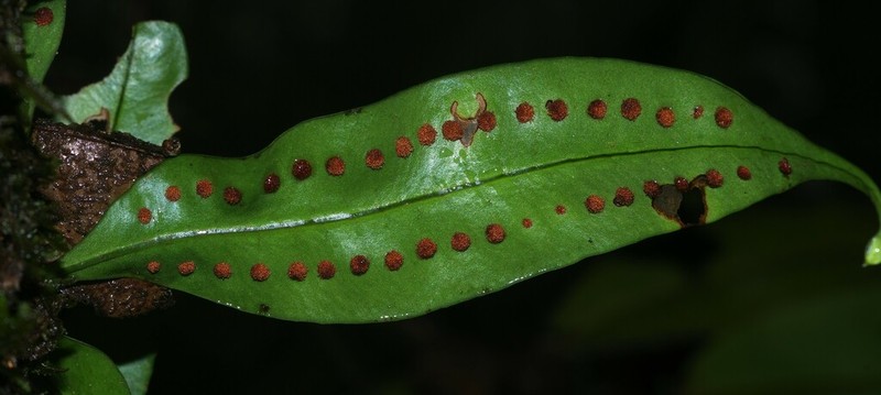 Microgramma thurnii photo 6
