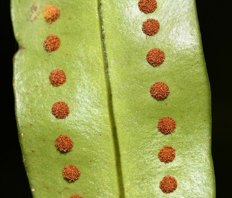 Microgramma thurnii photo 7