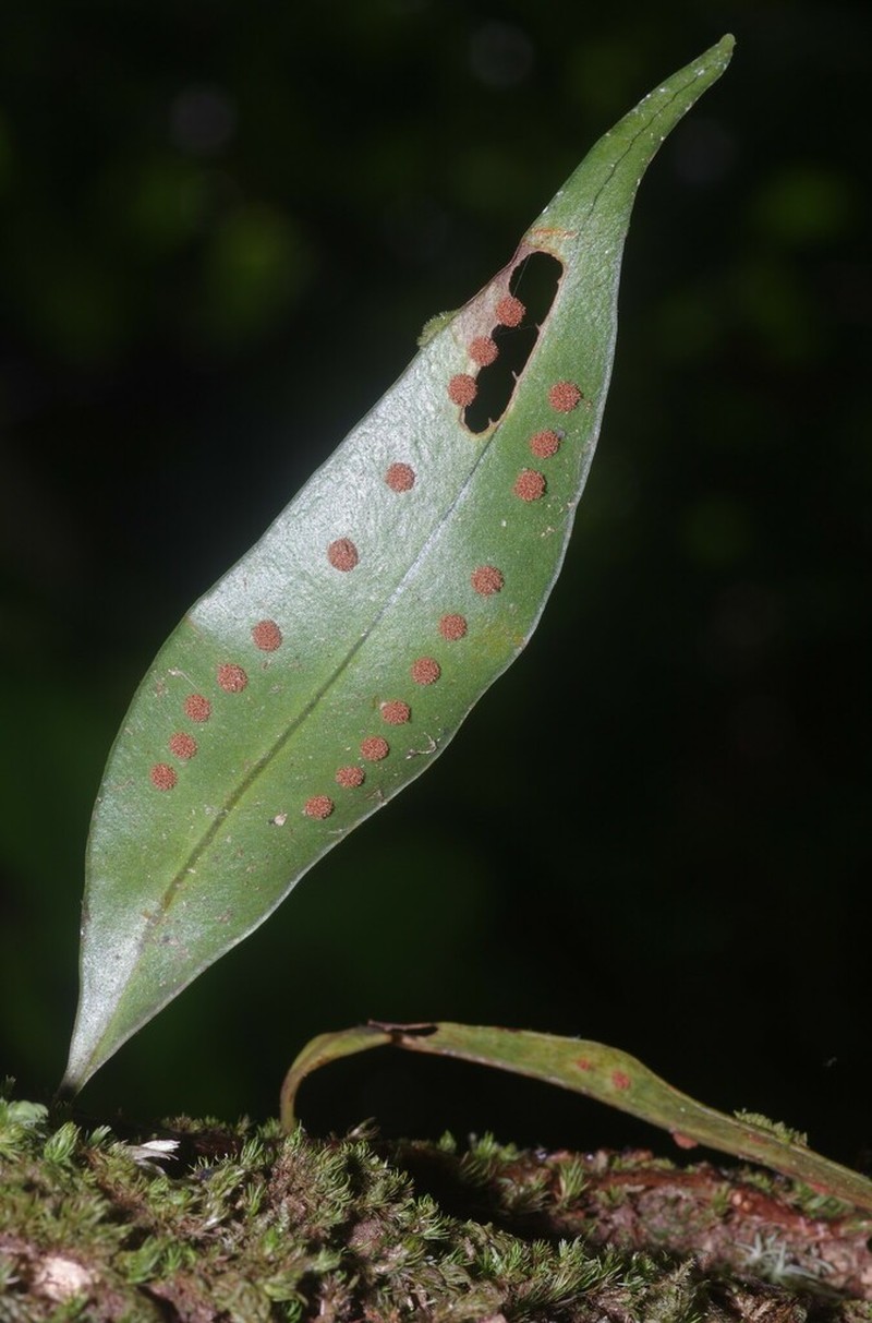 Microgramma thurnii photo 8
