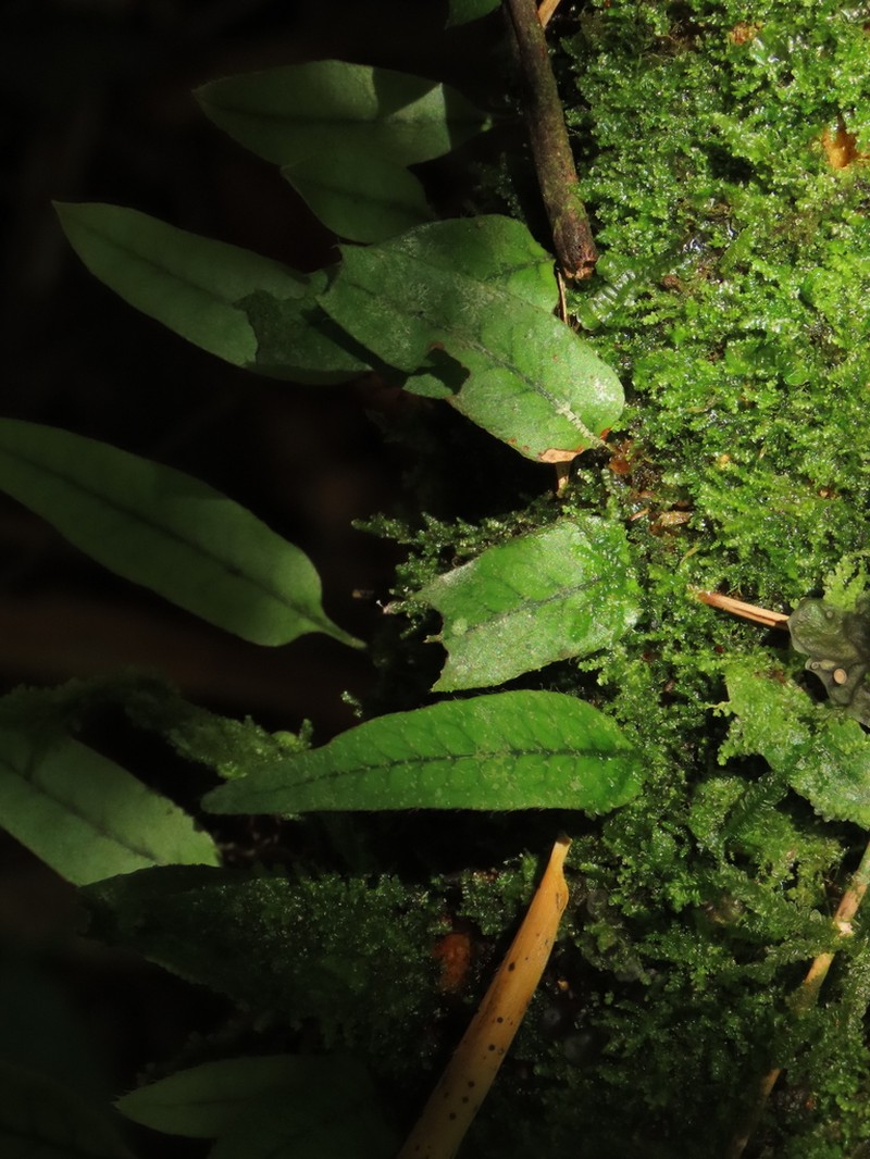 Microgramma tobagensis