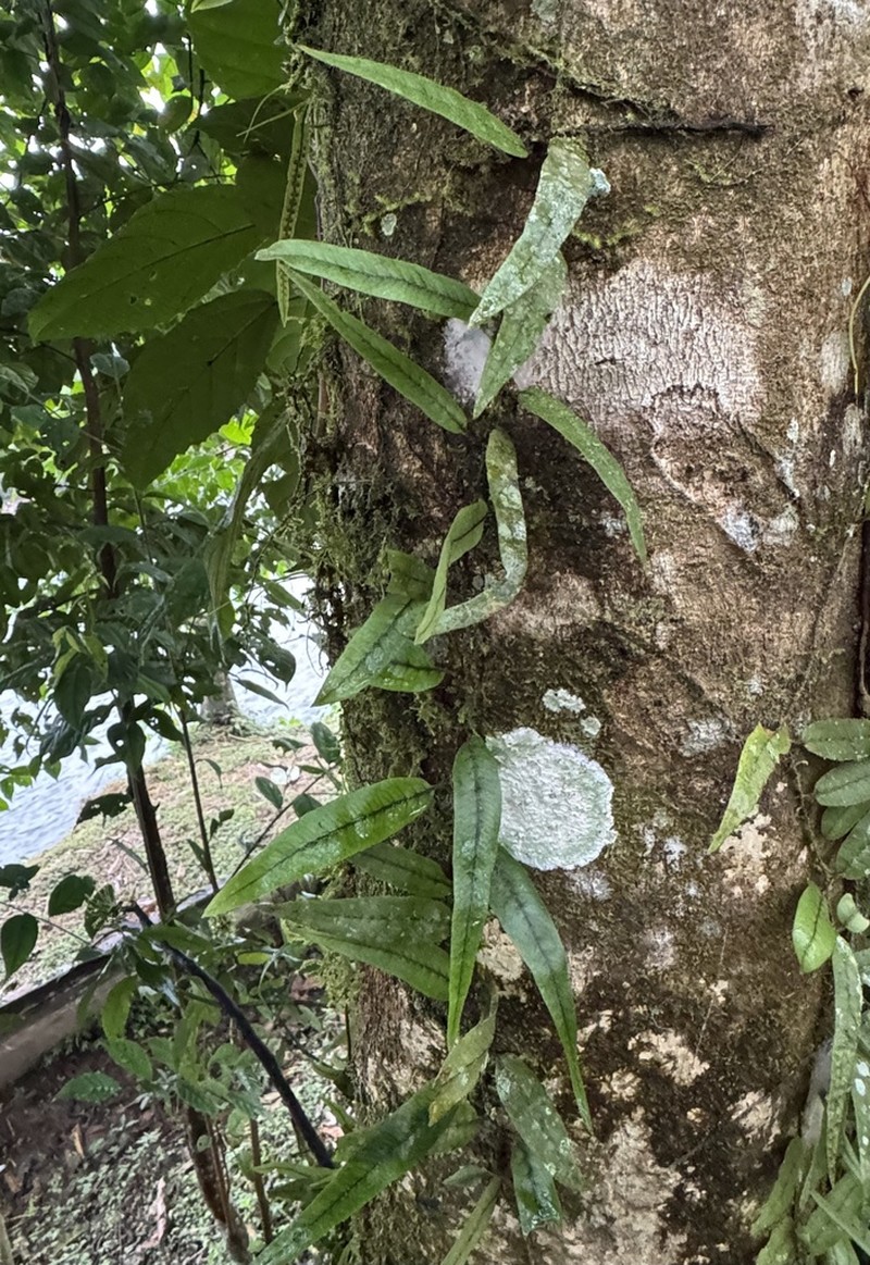 Microgramma tobagensis photo 2