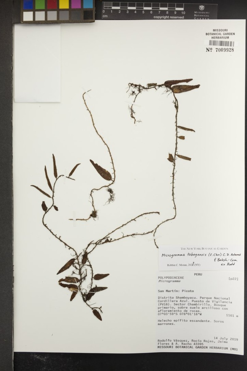 Microgramma tobagensis photo 3
