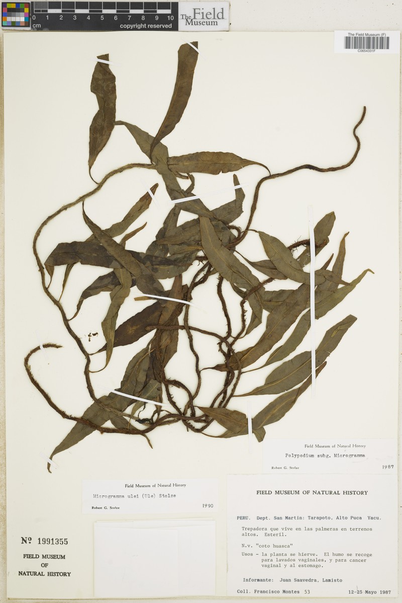 Microgramma ulei