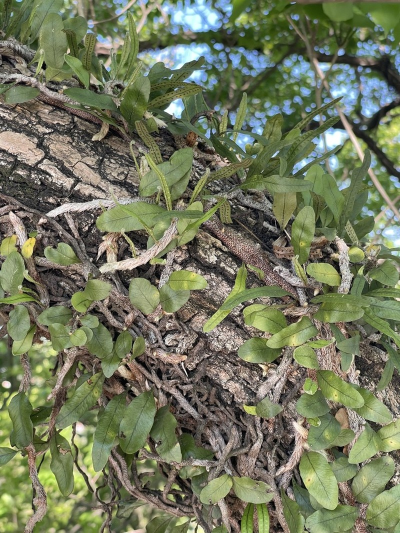 Microgramma vacciniifolia