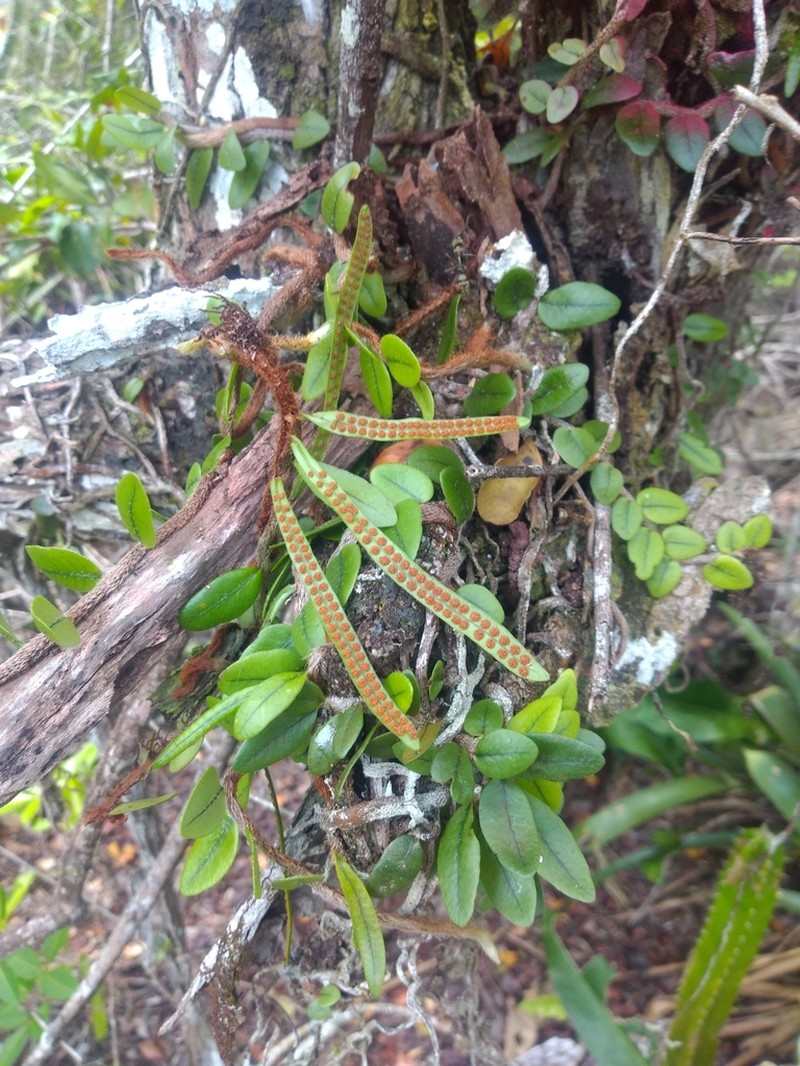Microgramma vacciniifolia photo 2