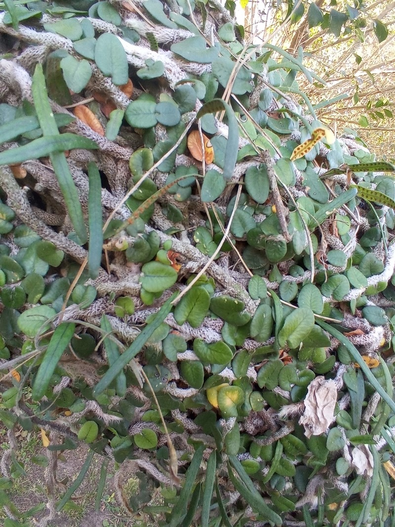 Microgramma vacciniifolia photo 3