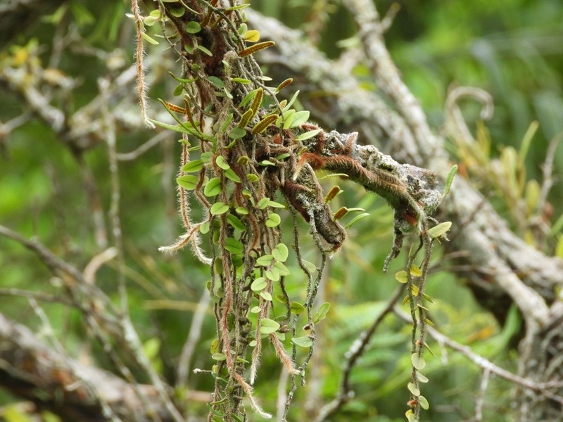 Microgramma vacciniifolia photo 4