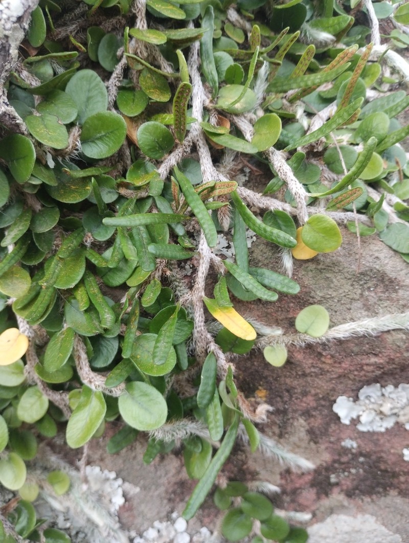 Microgramma vacciniifolia photo 5