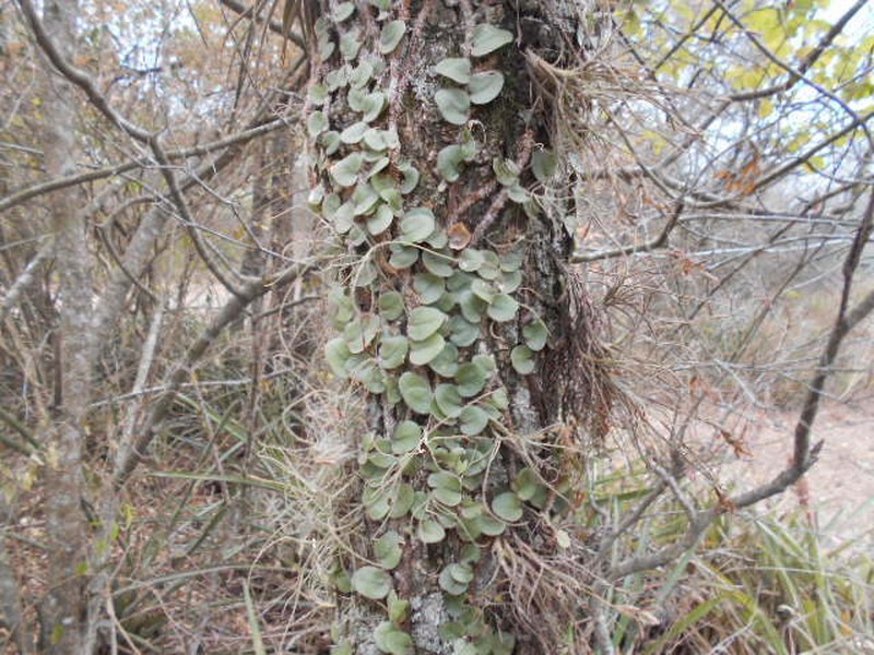 Microgramma vacciniifolia photo 6
