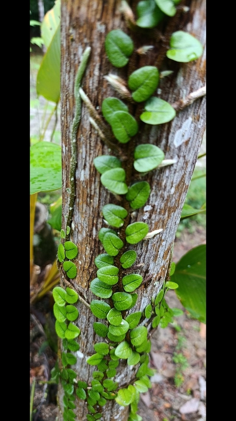 Microgramma vacciniifolia photo 7