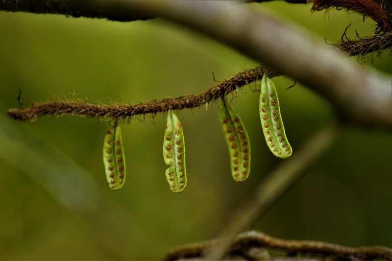 Microgramma vacciniifolia photo 8