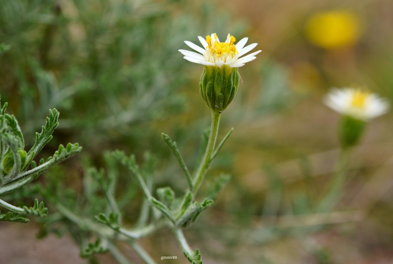 Microgyne marchesiana photo 2