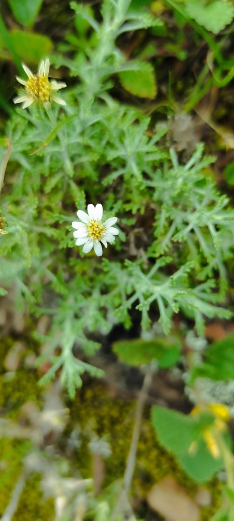 Microgyne marchesiana photo 6