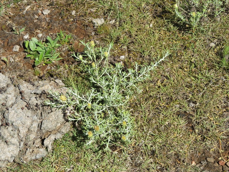 Microgyne marchesiana photo 7