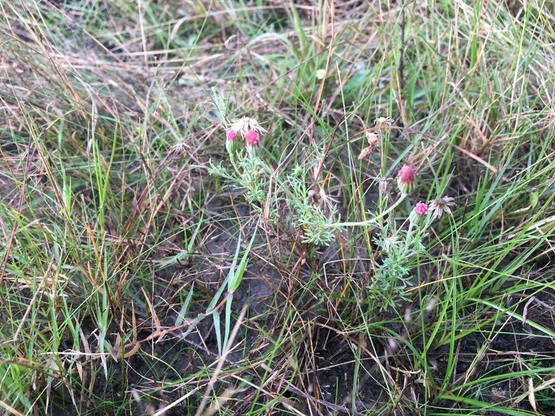 Microgyne trifurcata
