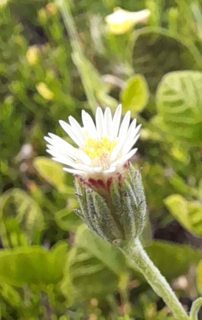 Microgyne trifurcata photo 2
