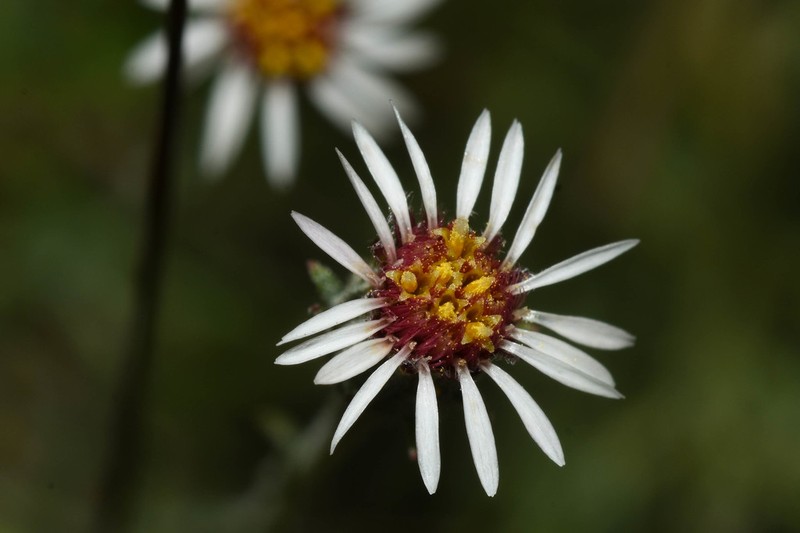 Microgyne trifurcata photo 3