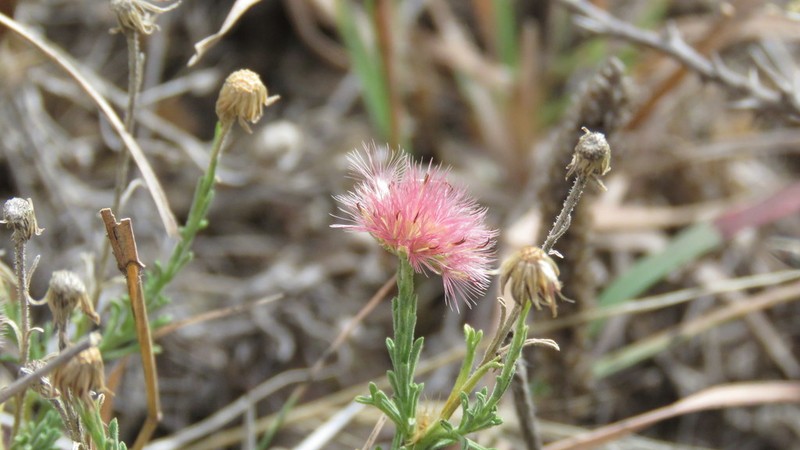 Microgyne trifurcata photo 4