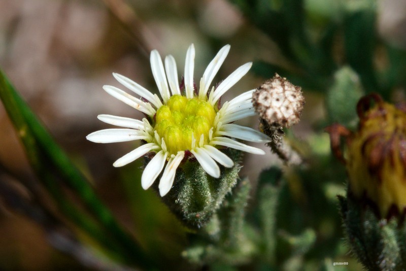 Microgyne trifurcata photo 5