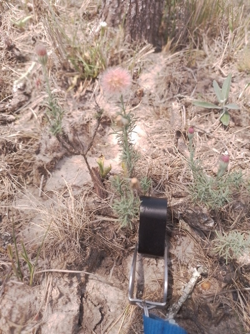 Microgyne trifurcata photo 7