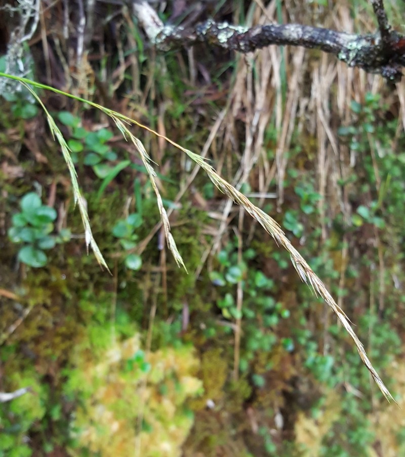 Microlaena connorii photo 3
