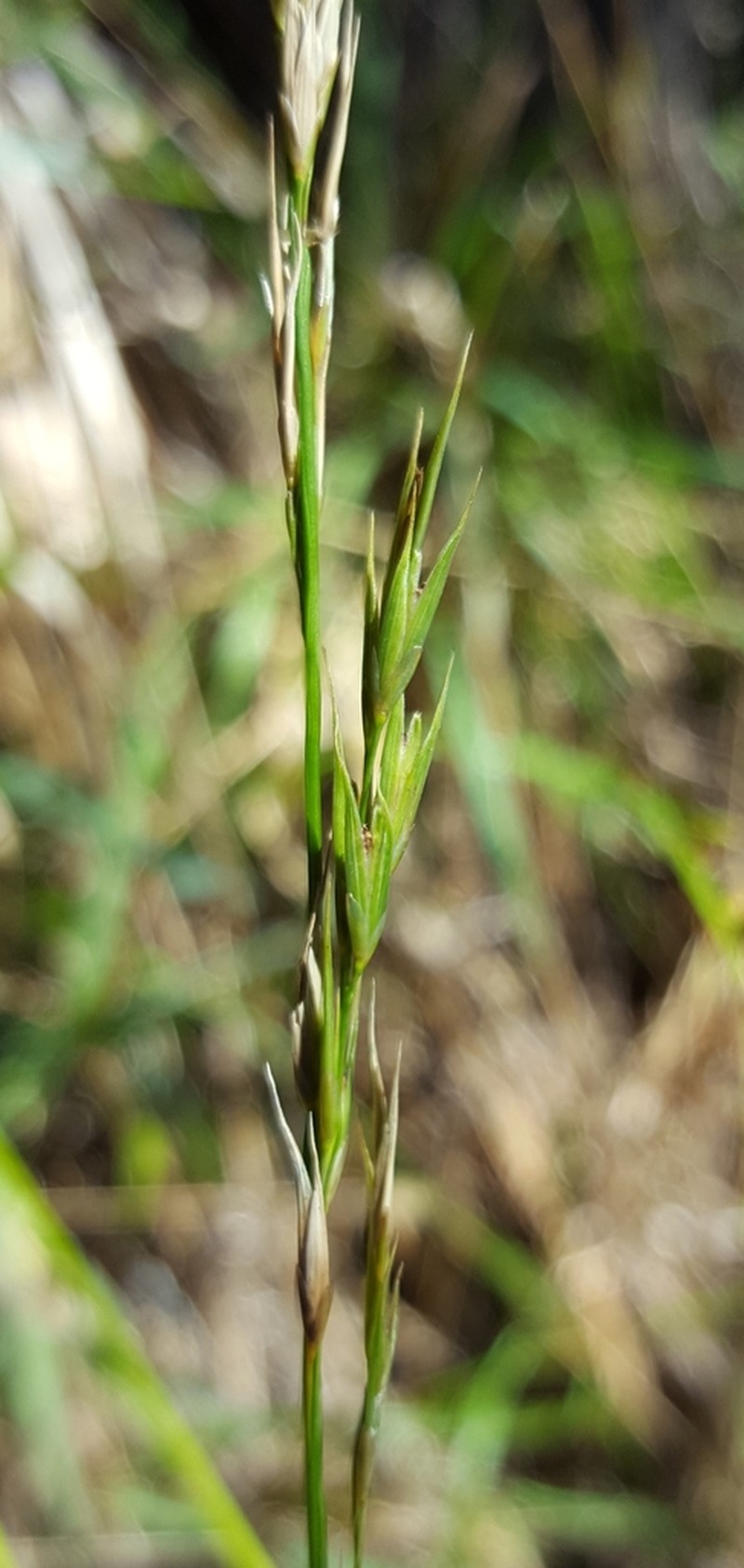 Microlaena connorii photo 4