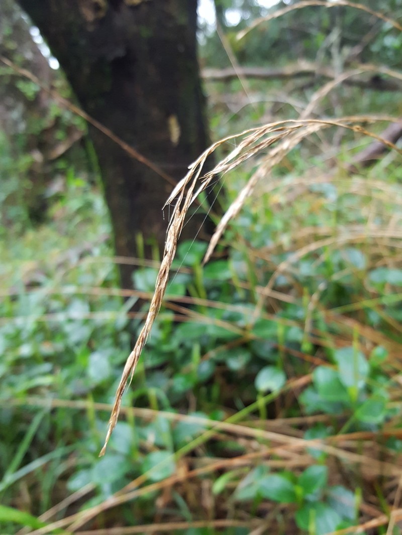 Microlaena connorii photo 6