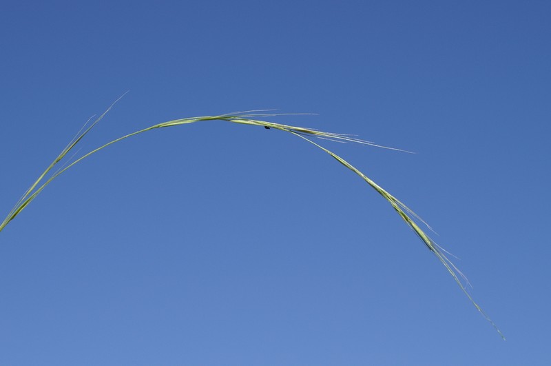 Weeping Grass photo 5